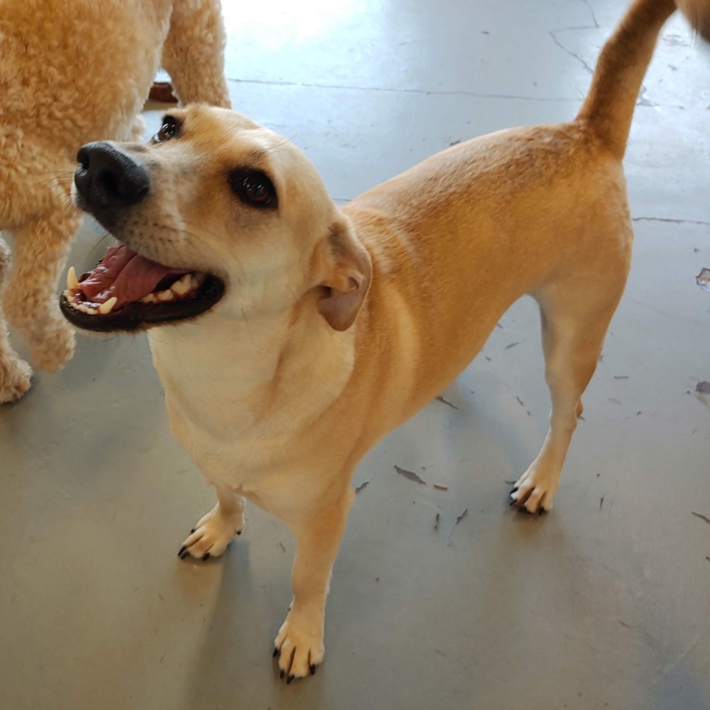 Meet your Posher, Grey